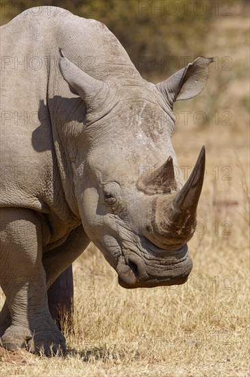 White rhinoceros