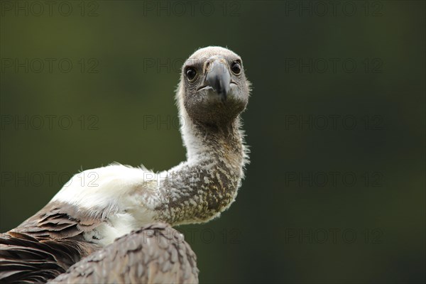 Griffon vulture