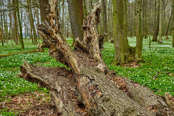 The Lasker Auenwald nature reserve in the Sorbian settlement area in spring