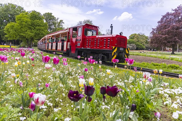 Flower field in spring with tulips