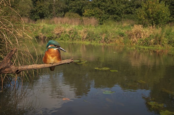 Common kingfisher