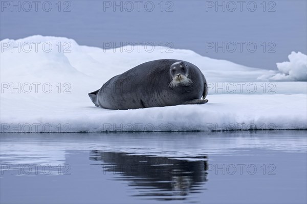 Bearded seal