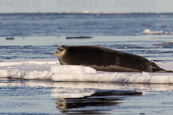 Bearded seal