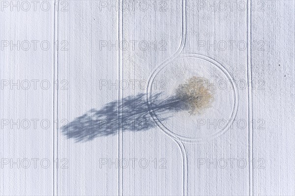 Aerial view over solitary common oak