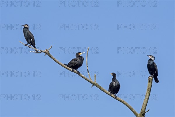 Colony of great cormorants