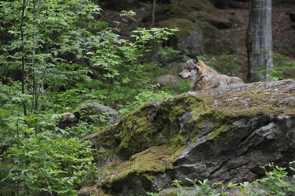 European Grey Wolf