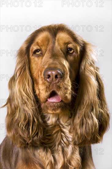 English Cocker Spaniel dog