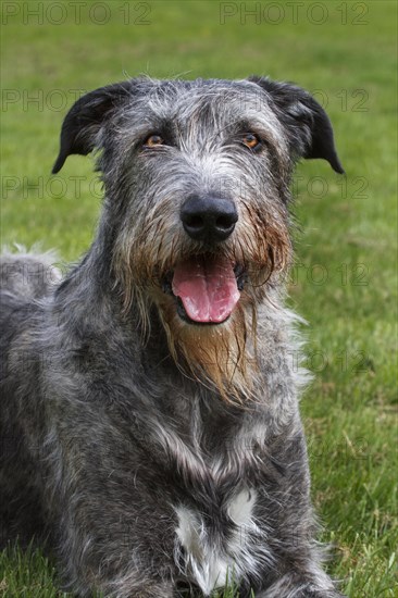 Irish wolfhound