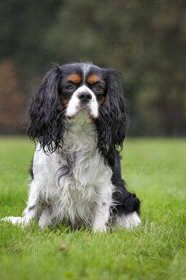 Cavalier King Charles Spaniel in garden