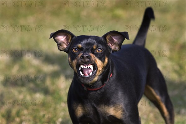 Manchester Terrier