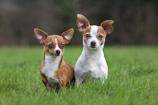 Two short-haired tan Chihuahuas in garden