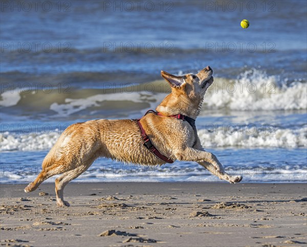 Unleashed blonde labrador retriever wearing dog harness and playing fetch with tennis ball on the beach