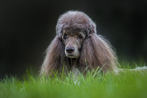 Harlequin poodle