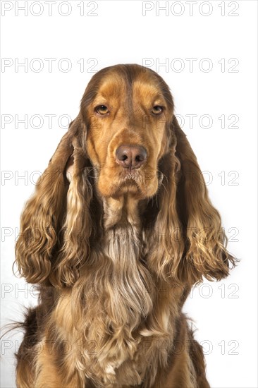 English Cocker Spaniel dog