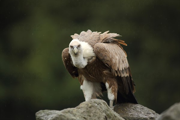 Griffon vulture