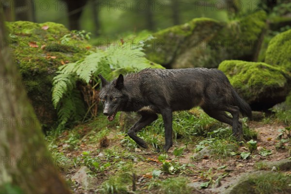 Western mackenzie valley wolf