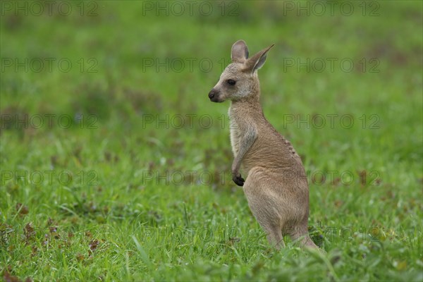 Young eastern grey kangaroo