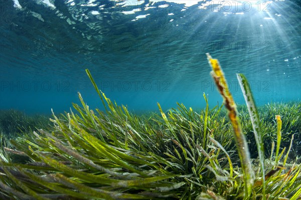 Posidonia oceanica