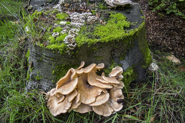 Giant polypore