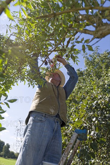 Farmer picking elderberry beer