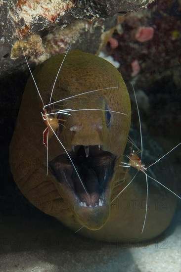 Symbiosis symbiotic behaviour in coral reef of predator giant moray