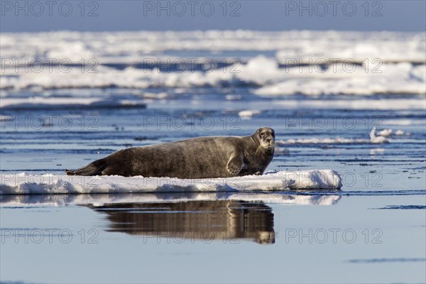 Bearded seal