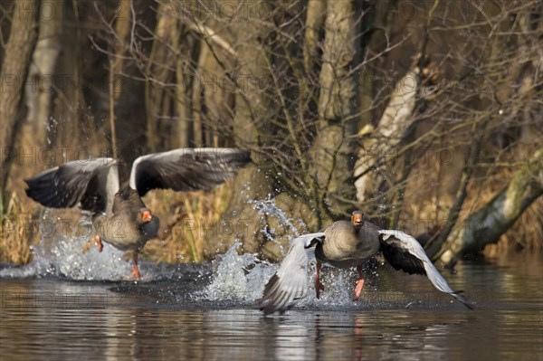 Greylag goose