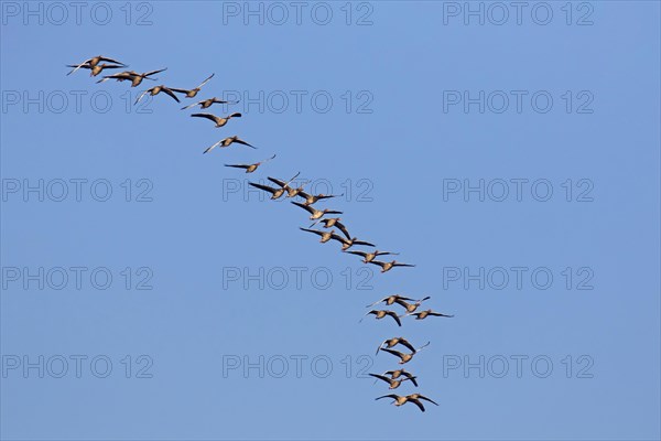 Flock of migrating greylag geese