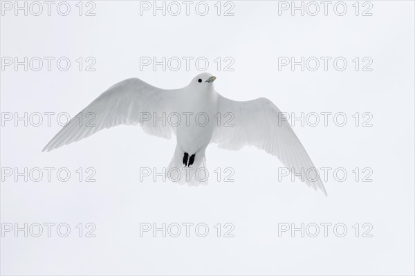 Ivory gull