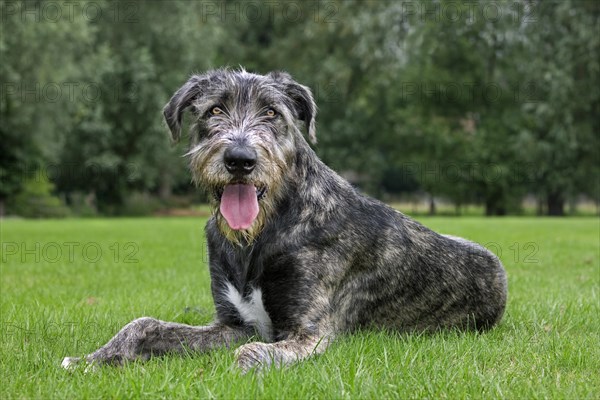 Irish wolfhound