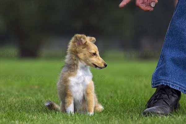 Shetland Sheepdog