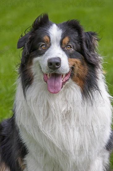 Australian Shepherd dog