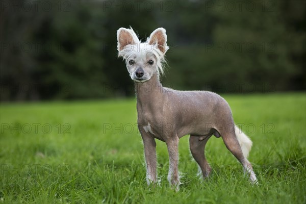 Chinese crested dog