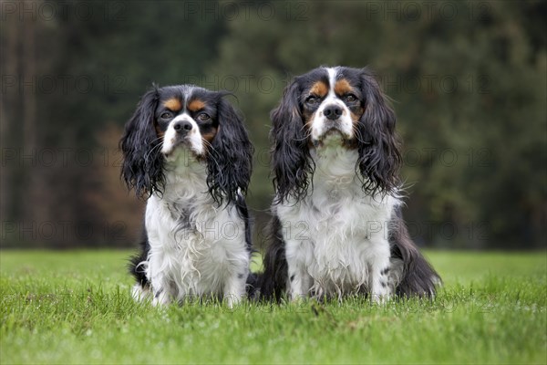 Cavalier King Charles Spaniel couple in garden