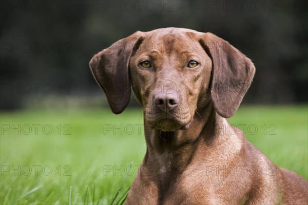 Vizsla hunting dog