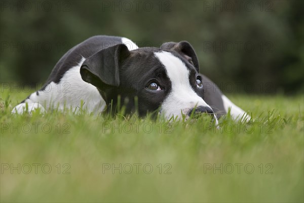 American Staffordshire terrier