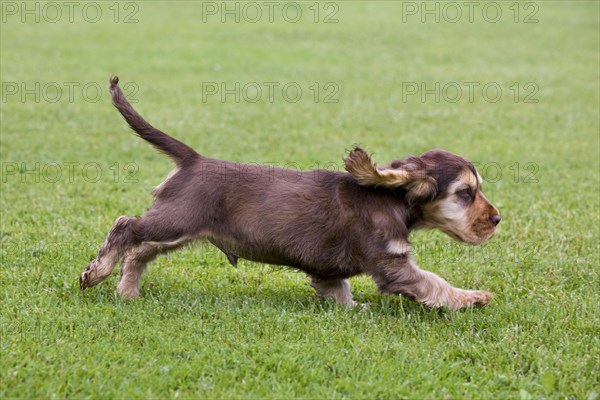 English Cocker Spaniel