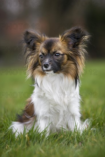 Papillon dog