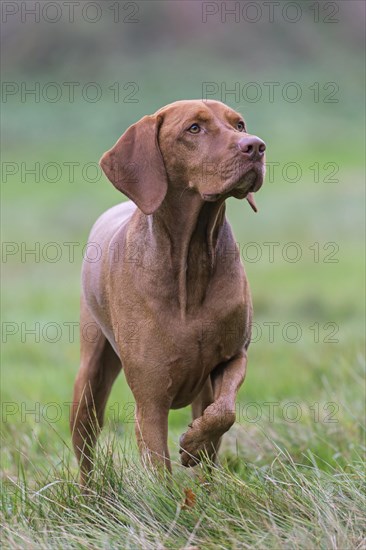 Hungarian Vizsla