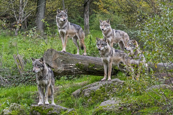 Wolf pack of five Eurasian wolves