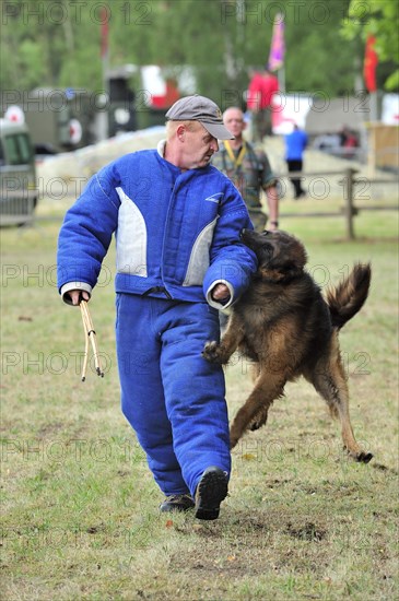 Military attack dog