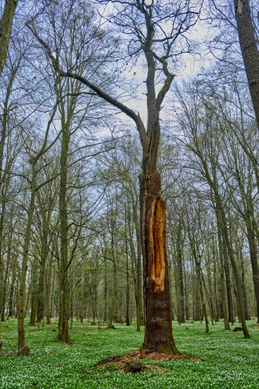 The Lasker Auenwald nature reserve in the Sorbian settlement area in spring