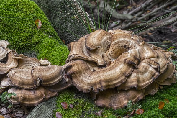 Giant polypore