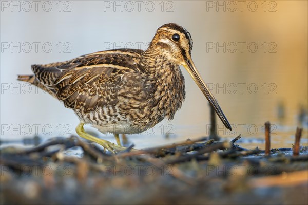 Common snipe