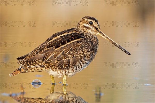 Common snipe