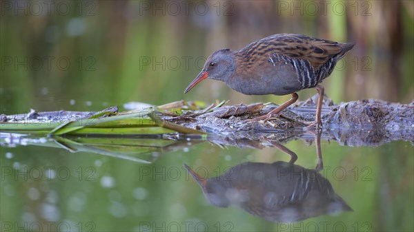 Water rail