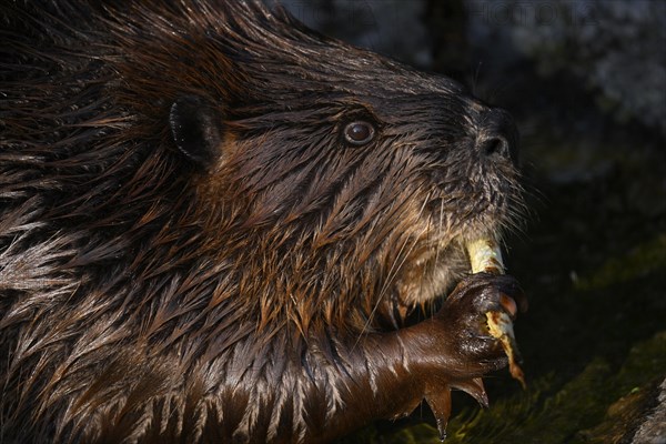 European beaver