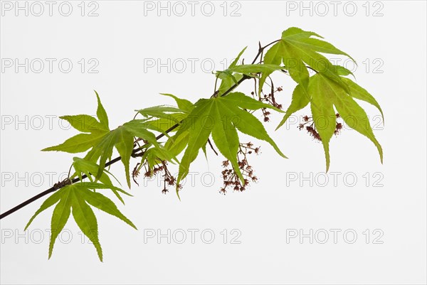 Acer palmatum