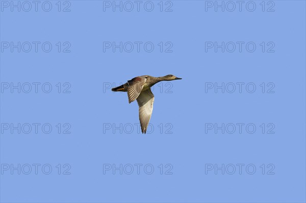 Gadwall