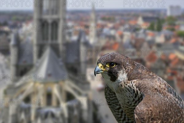 Peregrine falcon